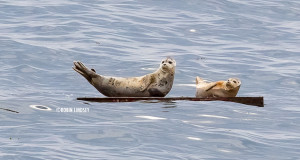 two seals on raft, 7-2015