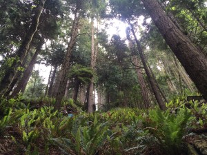 Salt Creek forest 6-2015