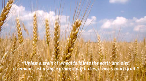 Slide 15 wheat text