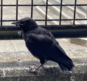 Crow