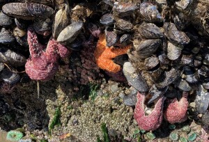 Cover art season of creation 1B, 6.9.24