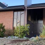 Photo of a baby Amur Maackia tree planted in front of Peace Lutheran Church West Seattle 12/9/2020