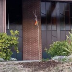 Photo of baby Amur Maackia tree planted in front of Peace Lutheran Church Dec. , 2020